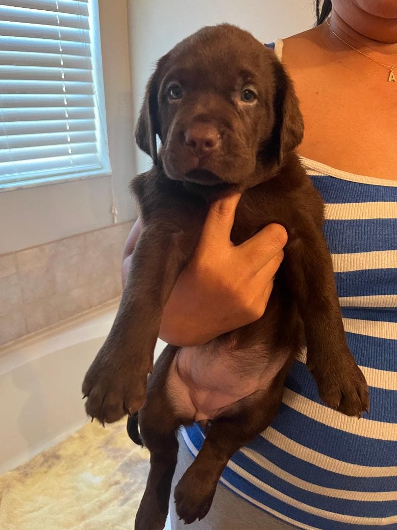 Labby Pup What The PuP !! Labradors